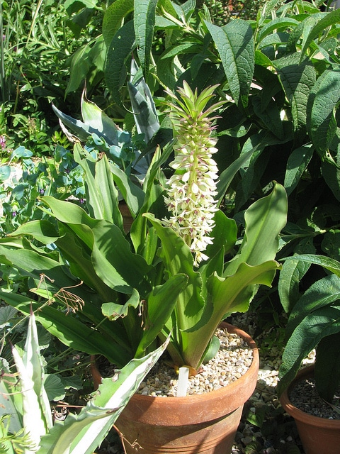 Eucomis montana