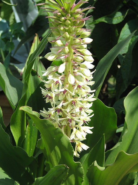 Eucomis montana