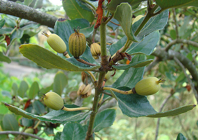 Eucryphia cordifolia (Eucryphia cordifolia)
