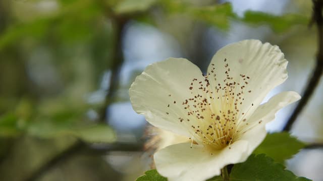 Eucryphia glutinosa