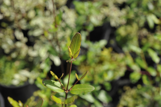 Eucryphia luisant