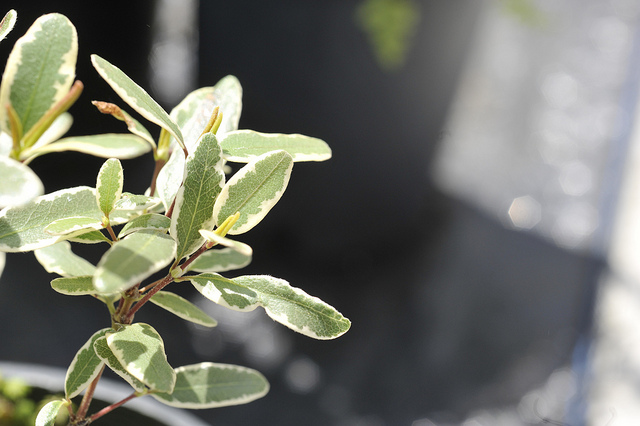 Eucryphia luisant