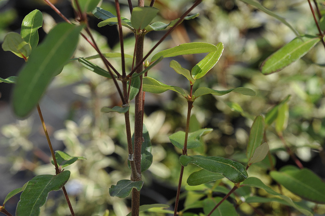 Eucryphia luisant