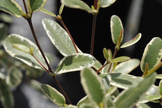 Eucryphia luisant