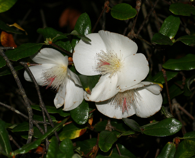 Eucryphia luisant