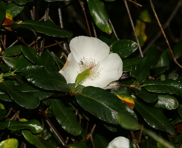 Eucryphia luisant (Eucryphia lucida)