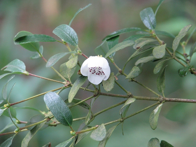 Eucryphia milliganii