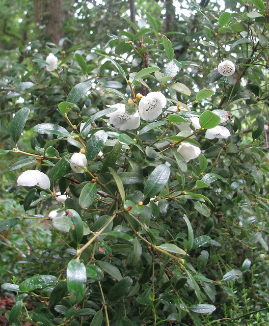 Eucryphia milliganii