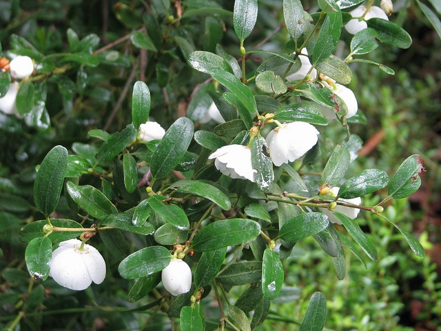 Eucryphia milliganii