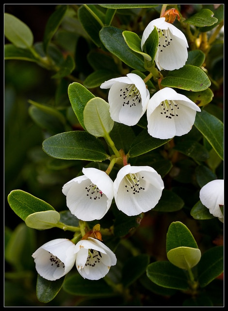 Eucryphia milliganii