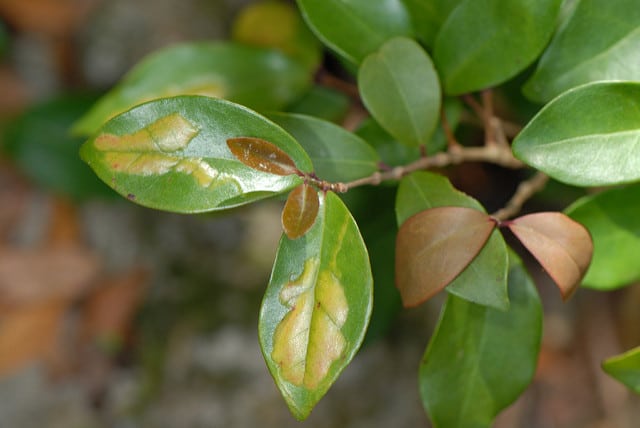 Eugenia axillaris