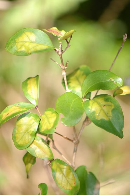 Eugenia axillaris