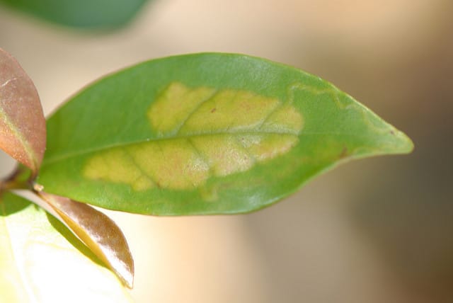 Eugenia axillaris
