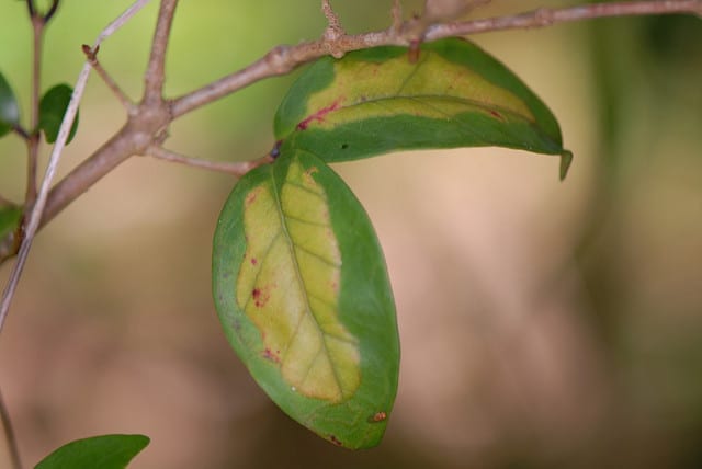 Eugenia axillaris