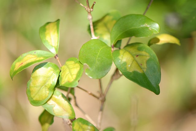 Eugenia axillaris