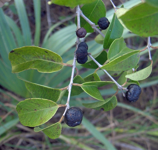 Eugenia axillaris (Eugenia axillaris)