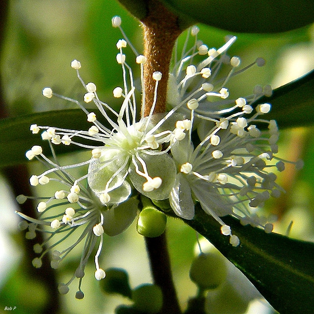 Eugenia foetida