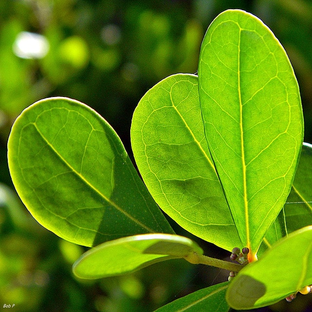Eugenia foetida