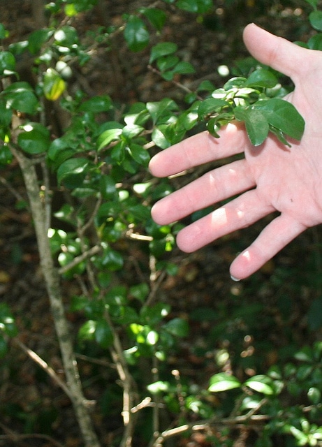 Eugenia foetida