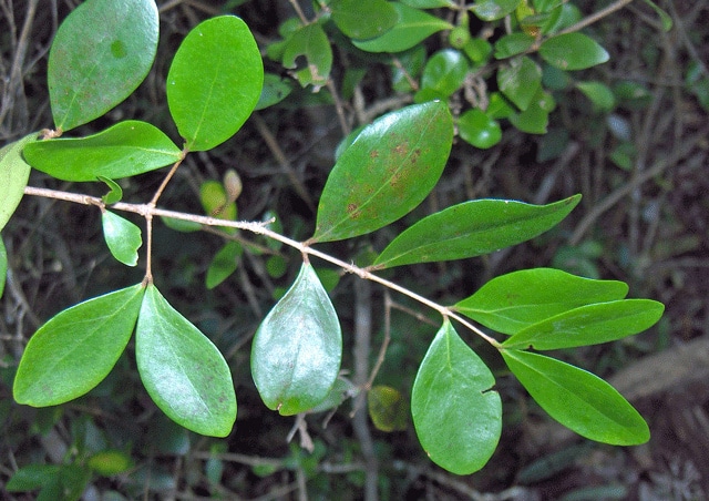 Eugenia foetida