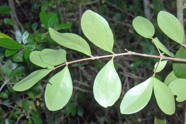 Eugenia foetida (Eugenia foetida)