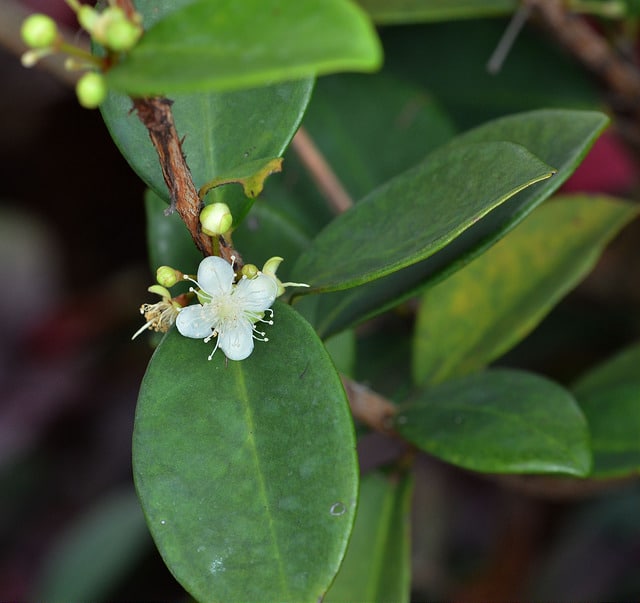 Eugenia reinwardtiana