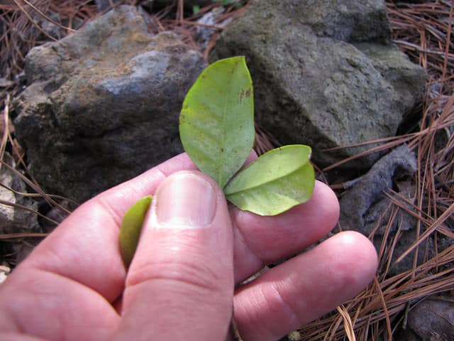 Eugenia reinwardtiana