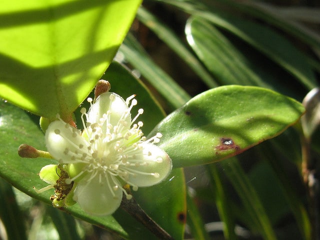 Eugenia reinwardtiana