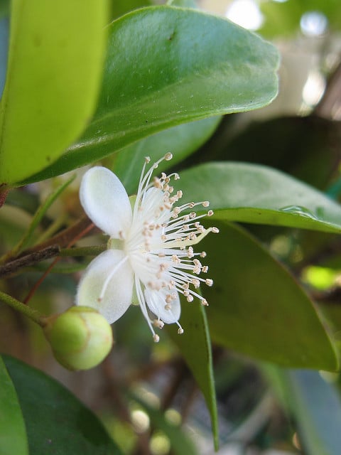 Eugenia reinwardtiana