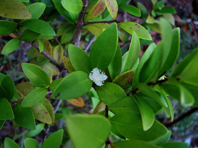 Eugenia reinwardtiana (Eugenia reinwardtiana)