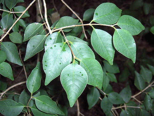 Eugenia rhombea (Eugenia rhombea)