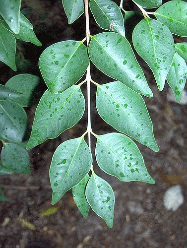 Eugenia rhombea