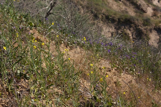 Eulobus californicus