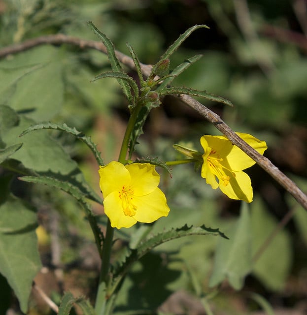 Eulobus californicus