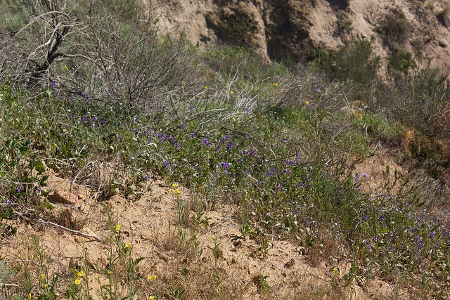 Eulobus californicus