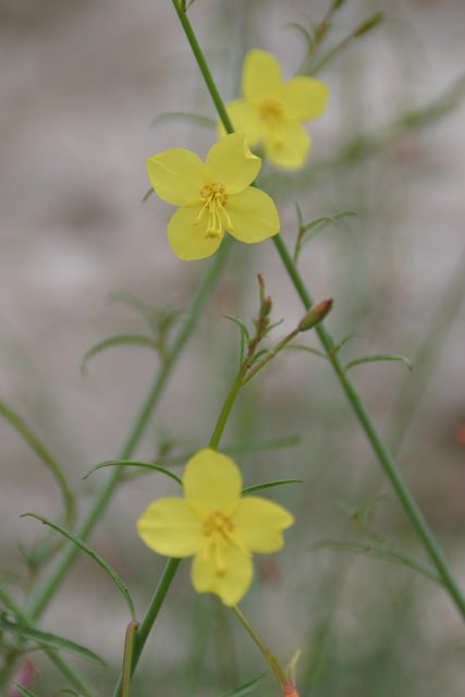 Eulobus californicus