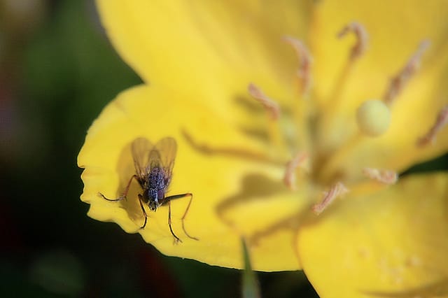 Eulobus californicus