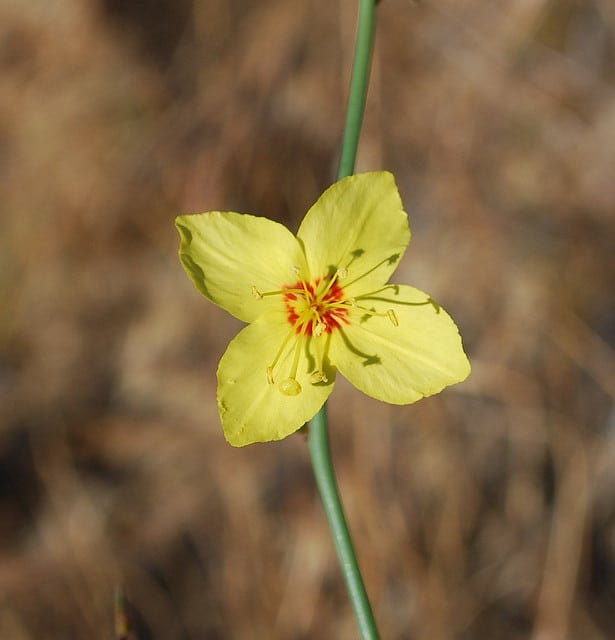Eulobus californicus