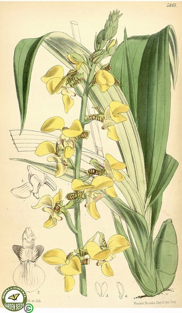 Eulophia streptopetala (Eulophia streptopetala)