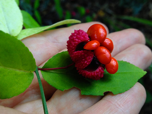 Euonymus americanus
