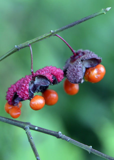 Euonymus americanus