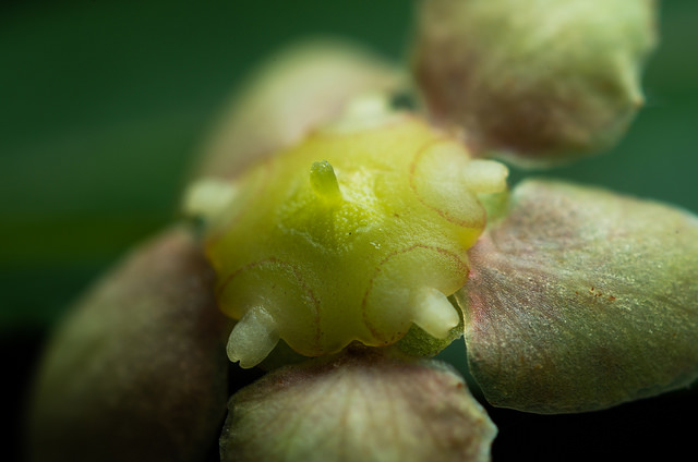 Euonymus americanus