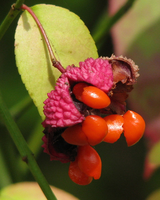 Euonymus americanus