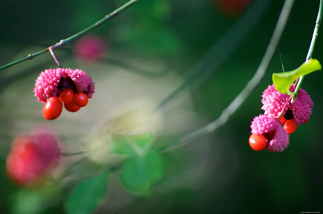 Euonymus americanus