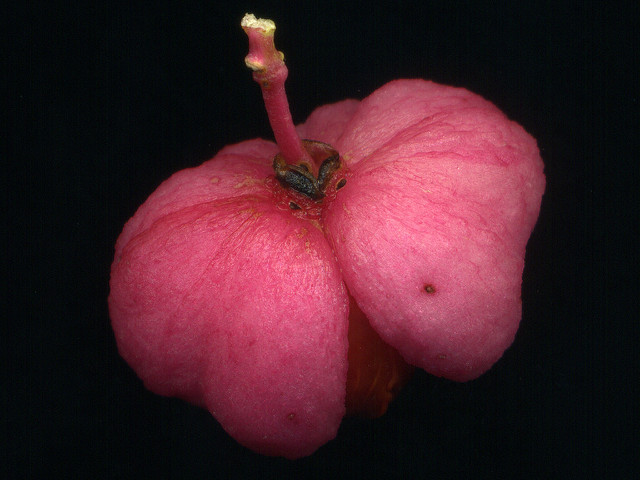 Euonymus atropurpureus