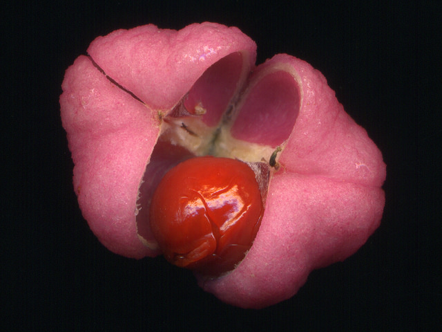 Euonymus atropurpureus