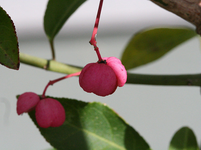 Euonymus atropurpureus