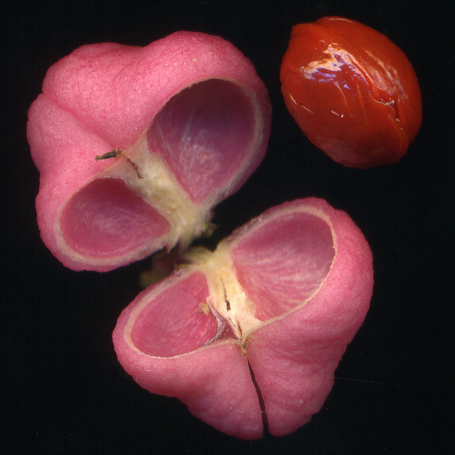 Euonymus atropurpureus
