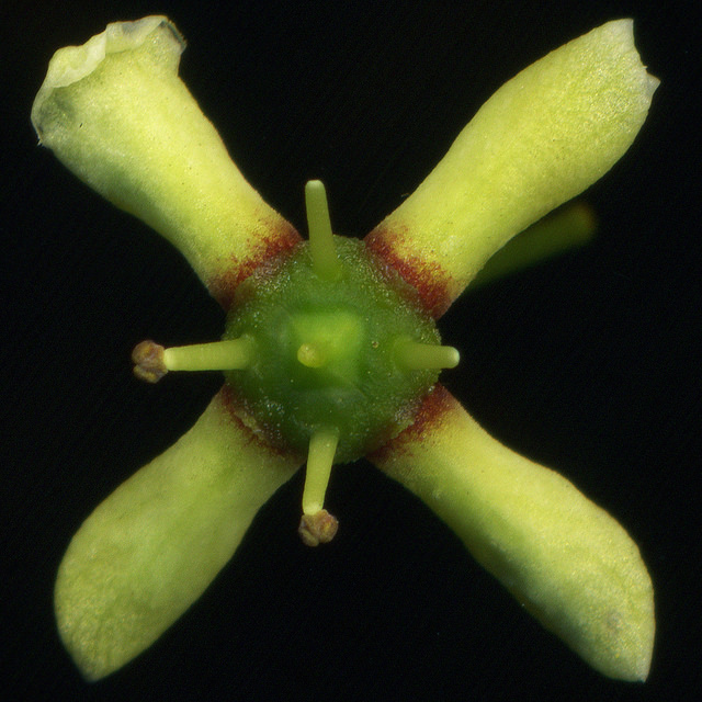 Euonymus europaeus (Euonymus europaeus)