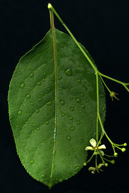 Euonymus europaeus